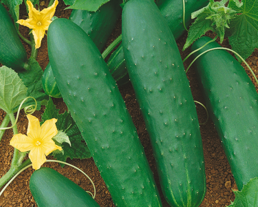 Double Yield Cucumber Seeds